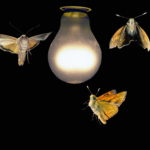 Moths_around_a_light_bulb